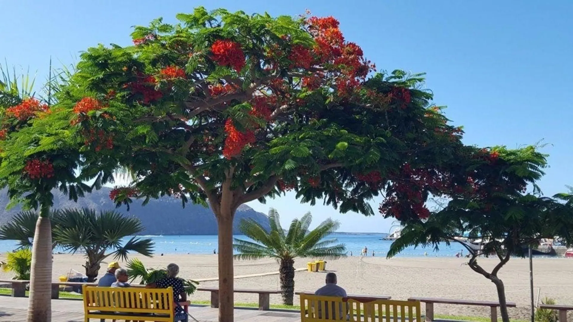 Ferienwohnung Fuer 3 Personen Ca 45 M In Los Cristianos, Teneriffa Westkueste Von Teneriffa Los Cristianos